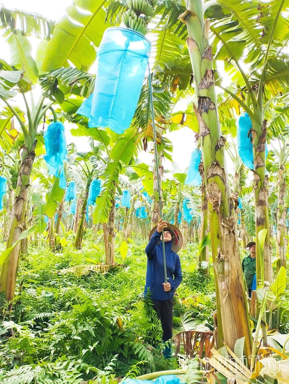 Organic Agriculture – The Inevitable Trend of Modern Farming