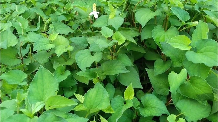 Giá cả thị trường ngày 6/11/2025