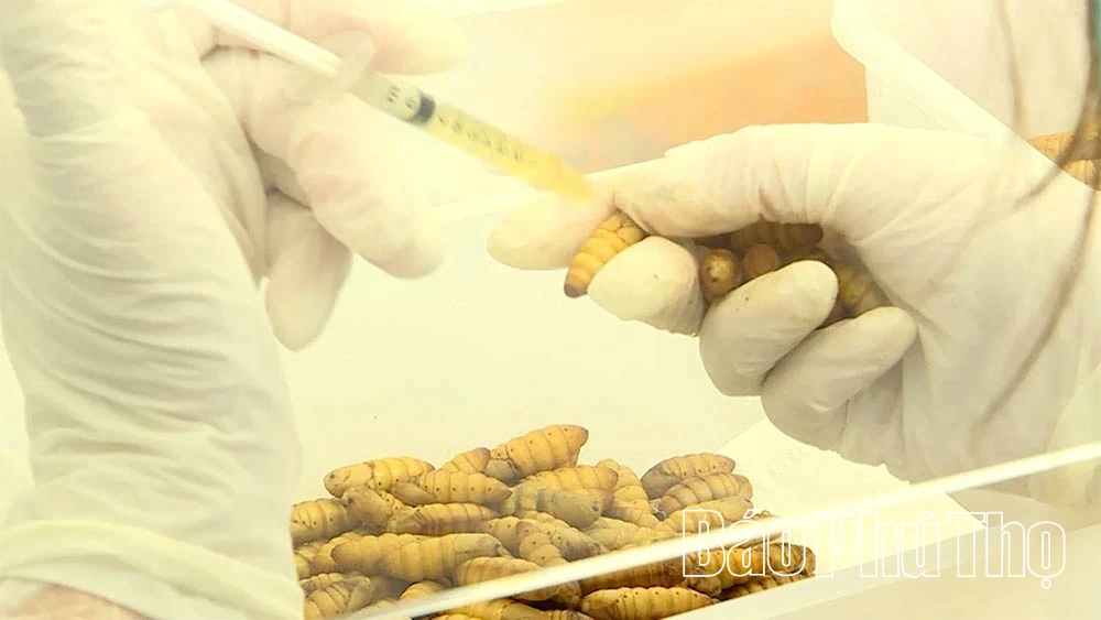 Nông sản Việt vươn tầm quốc tế