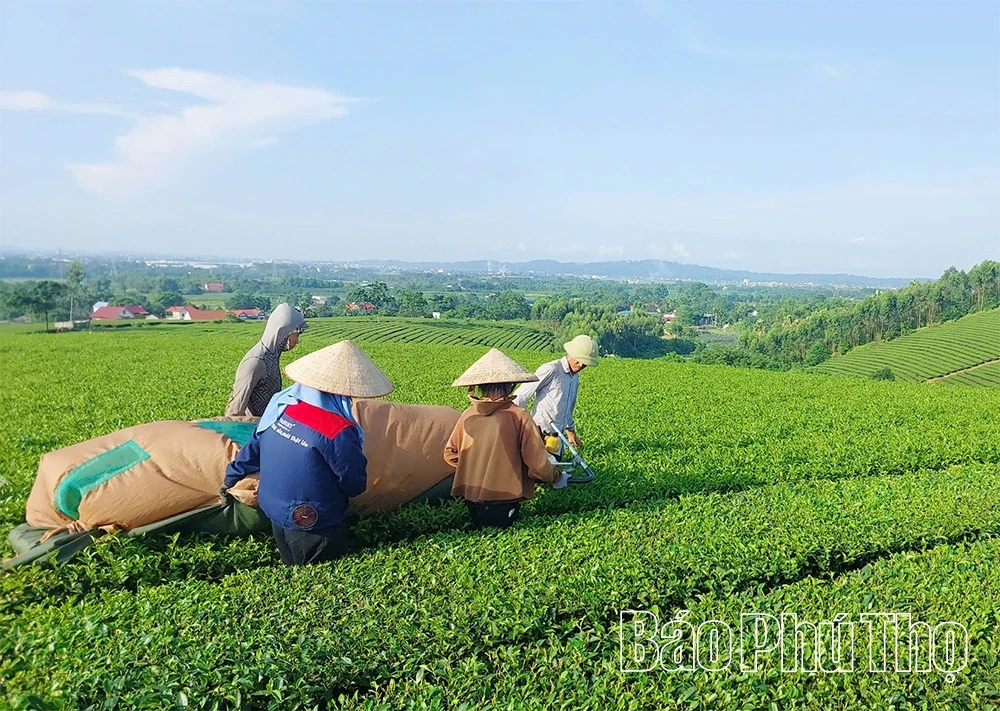 Tu Vũ - vươn lên từ quá khứ hào hùng