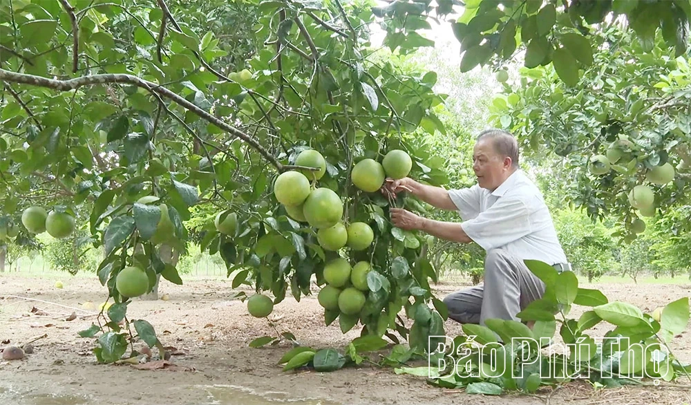 Gương sáng người cao tuổi làm kinh tế giỏi
