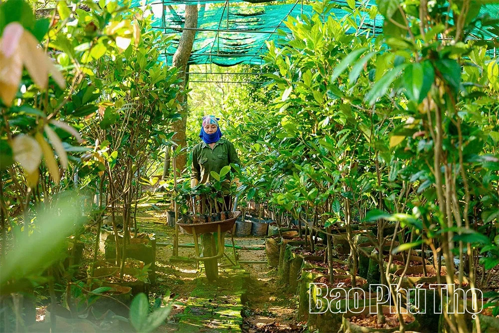 Gen Z “trồng vàng” trên núi