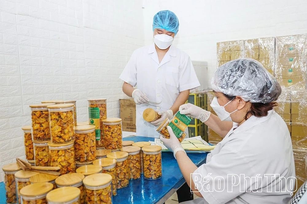 Gen Z “trồng vàng” trên núi