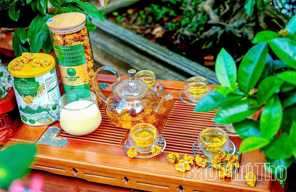 Gen Z “trồng vàng” trên núi