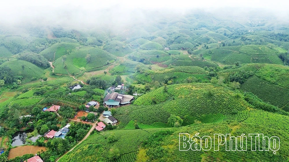 Chè Minh Đài vươn tầm “nguyên liệu ngoại”