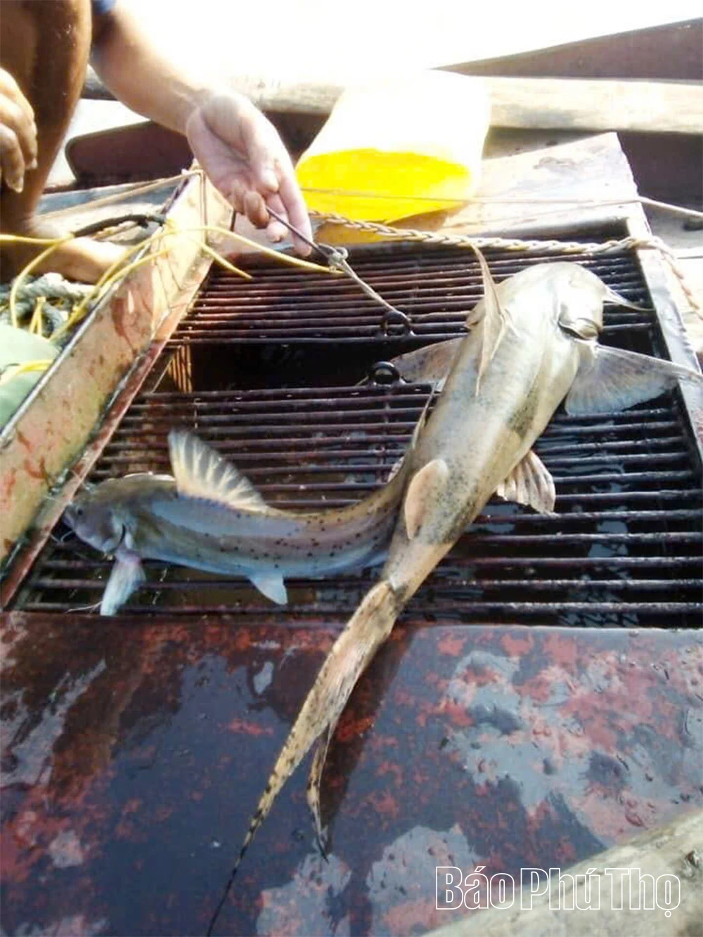 Săn “ngũ quý hà thủy”