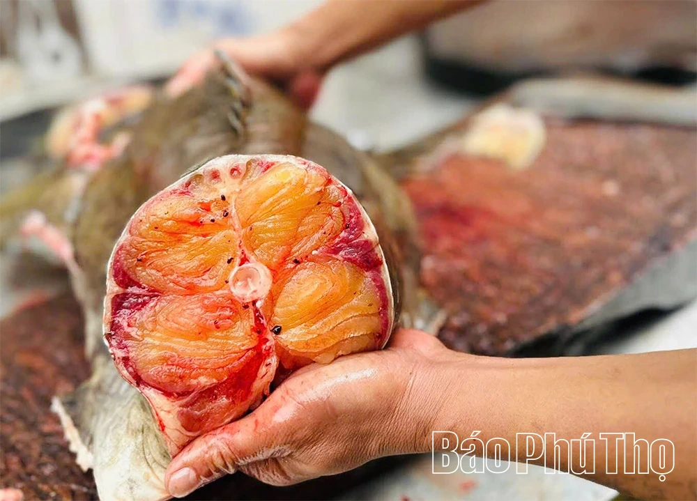 Săn “ngũ quý hà thủy”