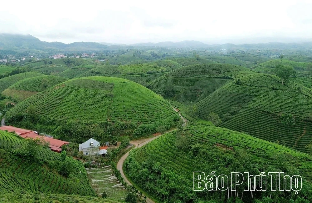 Minh Dai Tea Reaches the Level of an “International-Grade Ingredient”