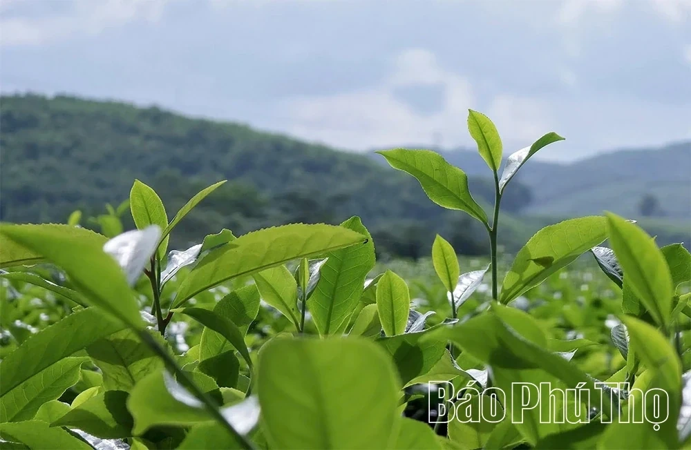 Minh Dai Tea Reaches the Level of an “International-Grade Ingredient”