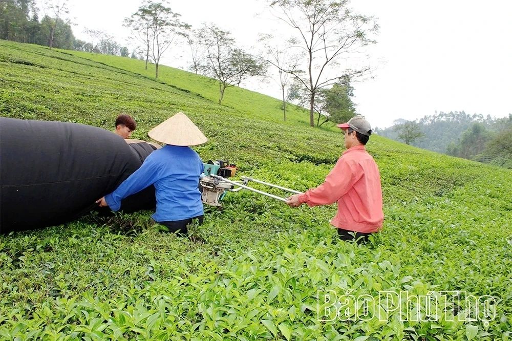 Minh Dai Tea Reaches the Level of an “International-Grade Ingredient”