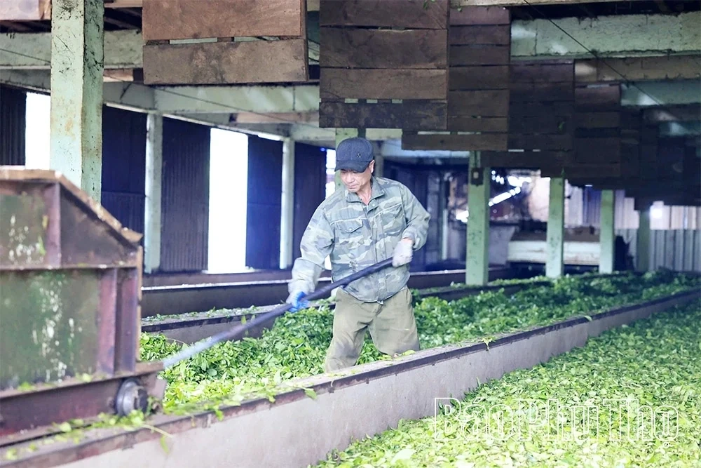 Minh Dai Tea Reaches the Level of an “International-Grade Ingredient”