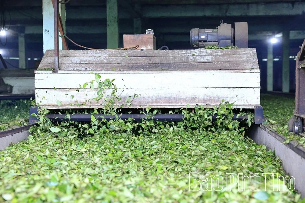 Minh Dai Tea Reaches the Level of an “International-Grade Ingredient”