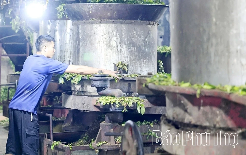 Minh Dai Tea Reaches the Level of an “International-Grade Ingredient”