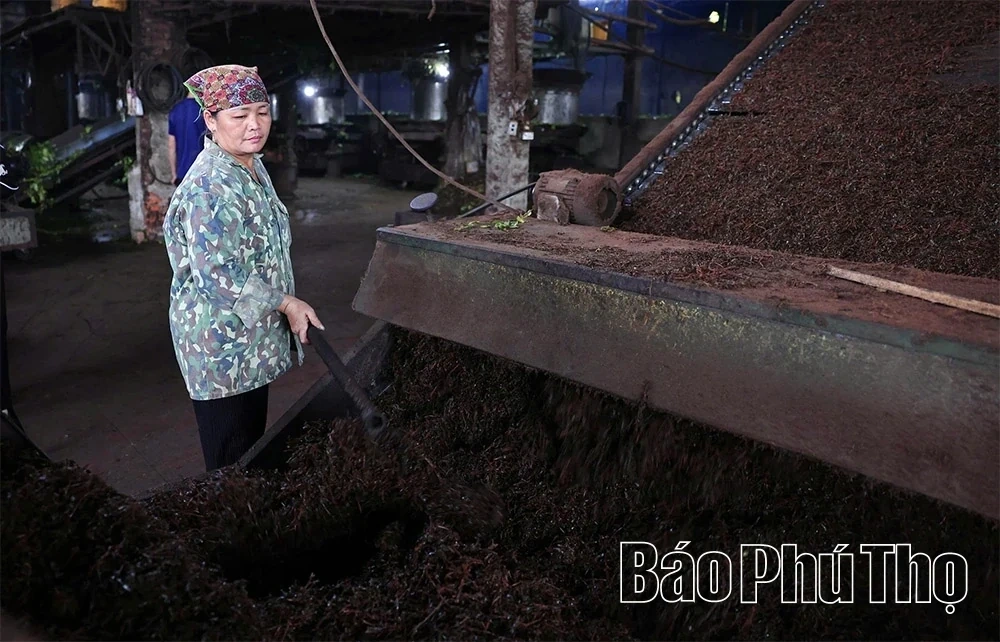 Minh Dai Tea Reaches the Level of an “International-Grade Ingredient”