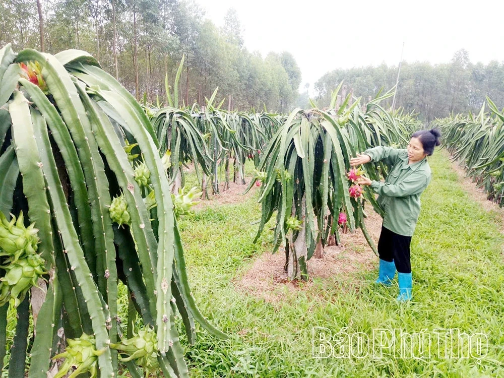 Dragon Fruit Thrives on Challenging Land