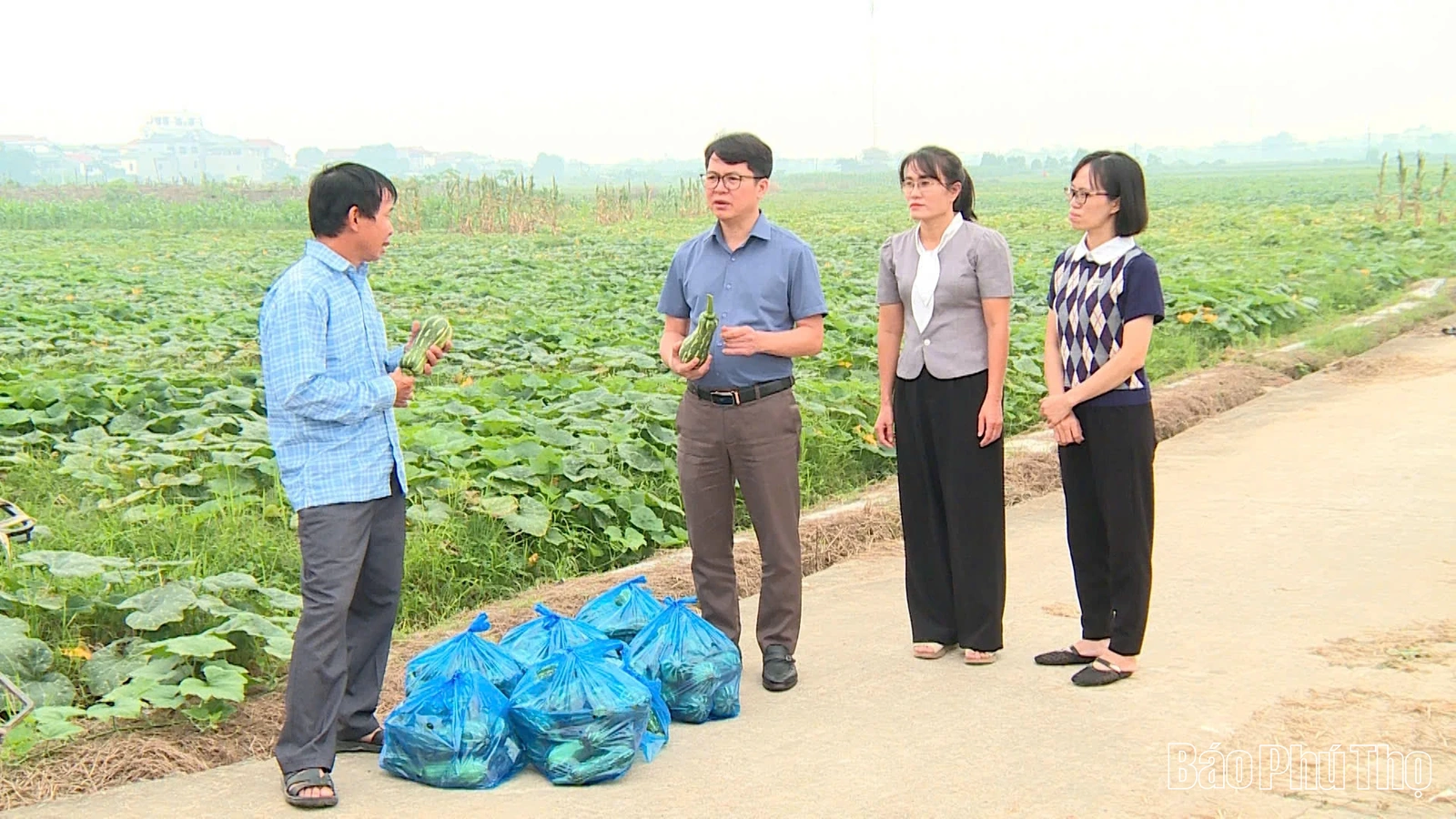 Tề Lỗ phát huy hiệu quả kinh tế từ cây bí đỏ vụ Đông