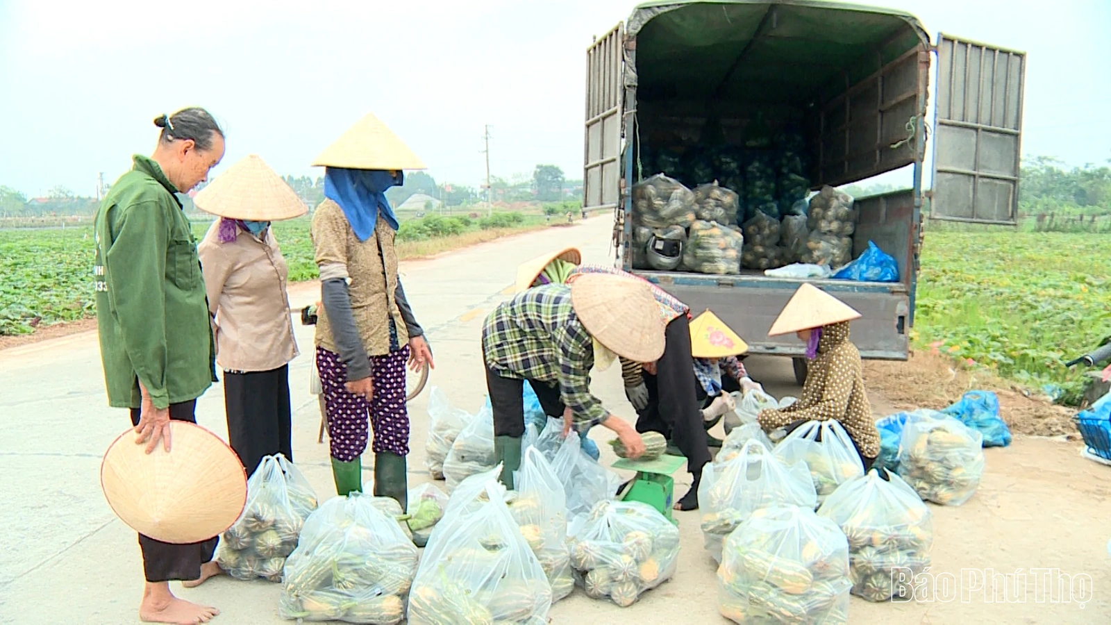 Tề Lỗ phát huy hiệu quả kinh tế từ cây bí đỏ vụ Đông