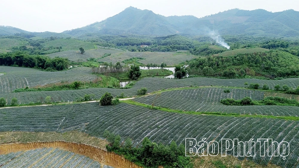 Đất cằn mùa quả ngọt