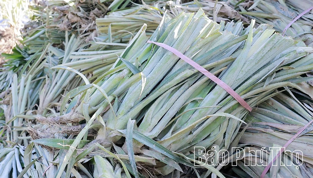 Đất cằn mùa quả ngọt