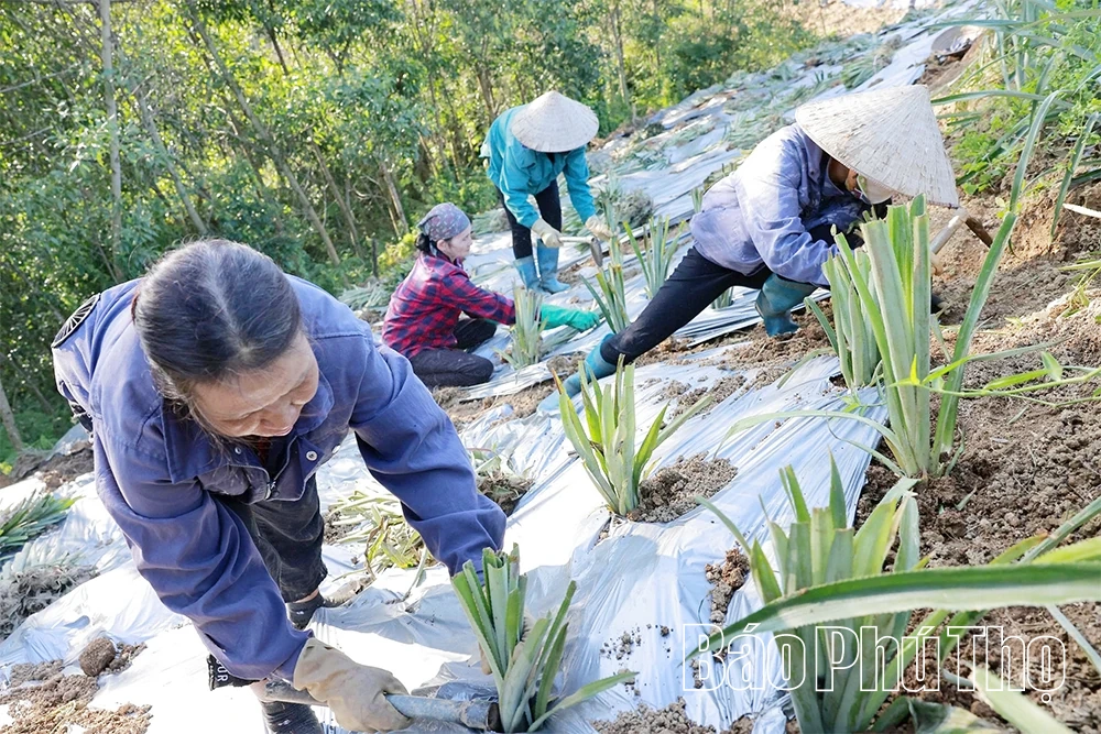 Đất cằn mùa quả ngọt