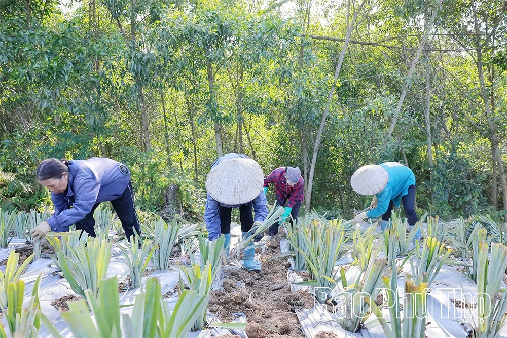 Đất cằn mùa quả ngọt