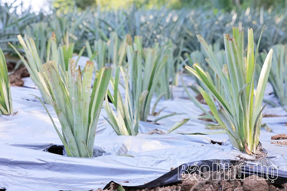 Đất cằn mùa quả ngọt