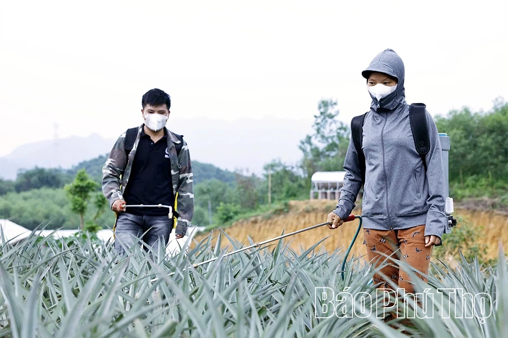 Đất cằn mùa quả ngọt