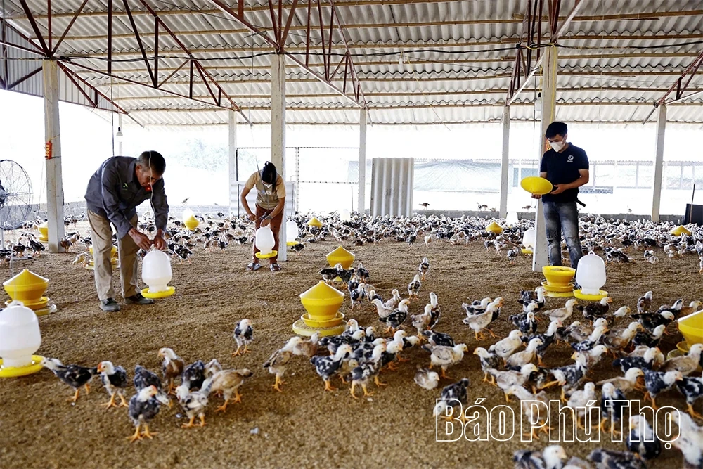 Đất cằn mùa quả ngọt