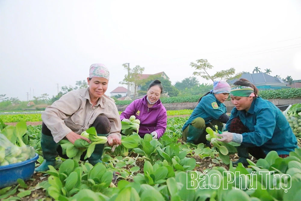Nòng cốt trong phát triển kinh tế