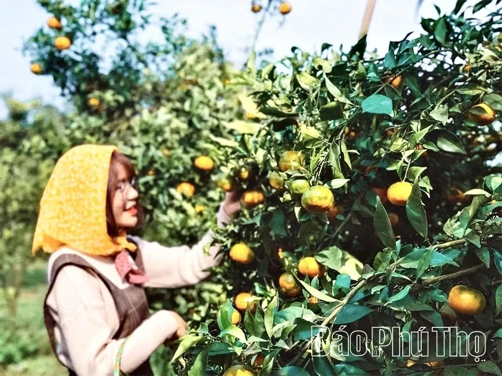 Exploring Tourism on the “Roof of the Muong Region”