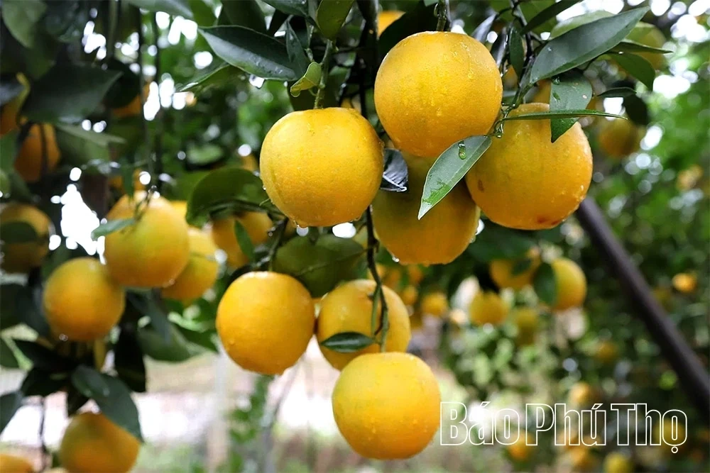 The Golden Season in Cao Phong