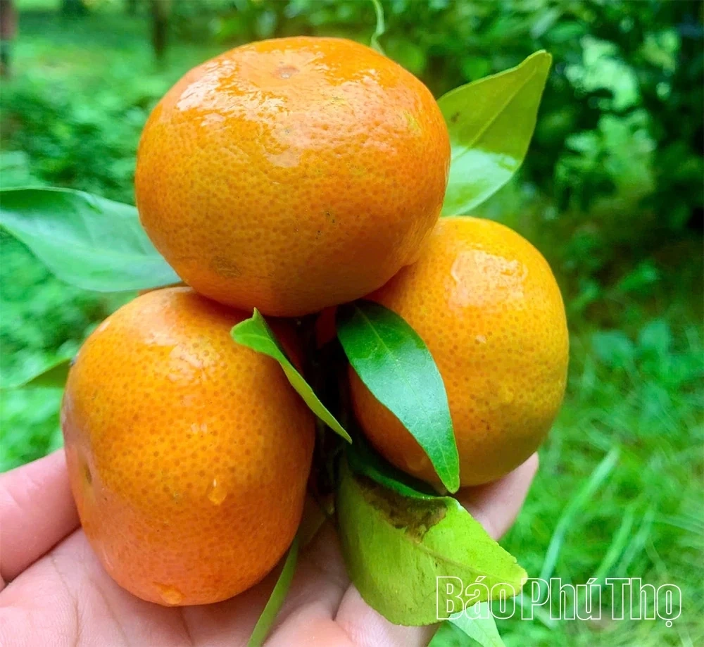 The Golden Season in Cao Phong