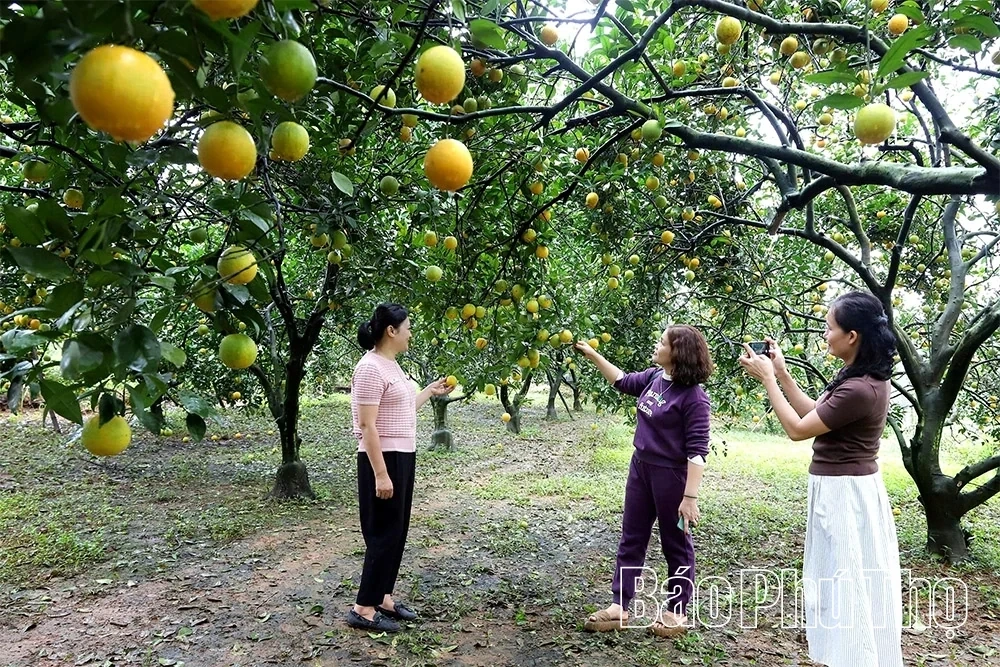 The Golden Season in Cao Phong