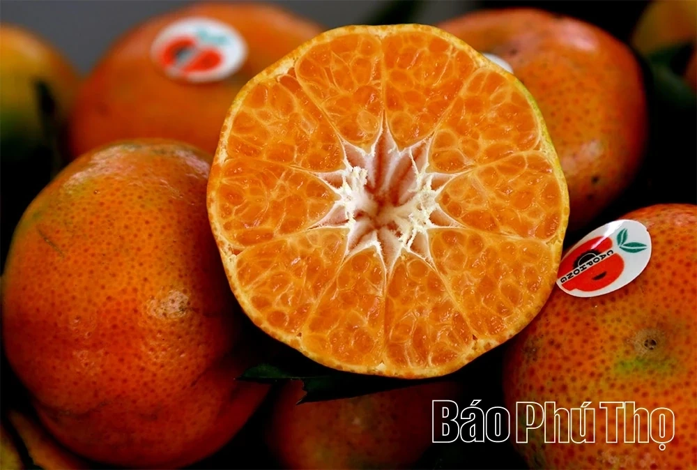 The Golden Season in Cao Phong