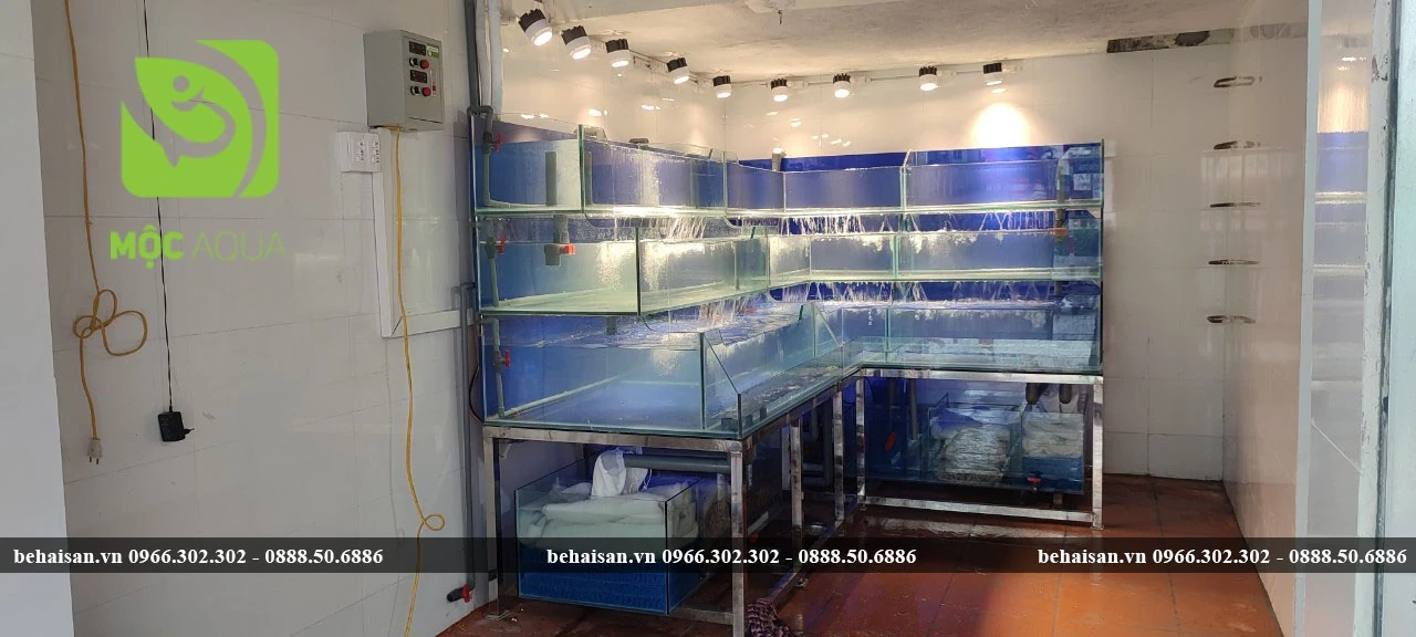 Lắp đặt bể hải sản theo yêu cầu ở đâu uy tín, giá tốt?