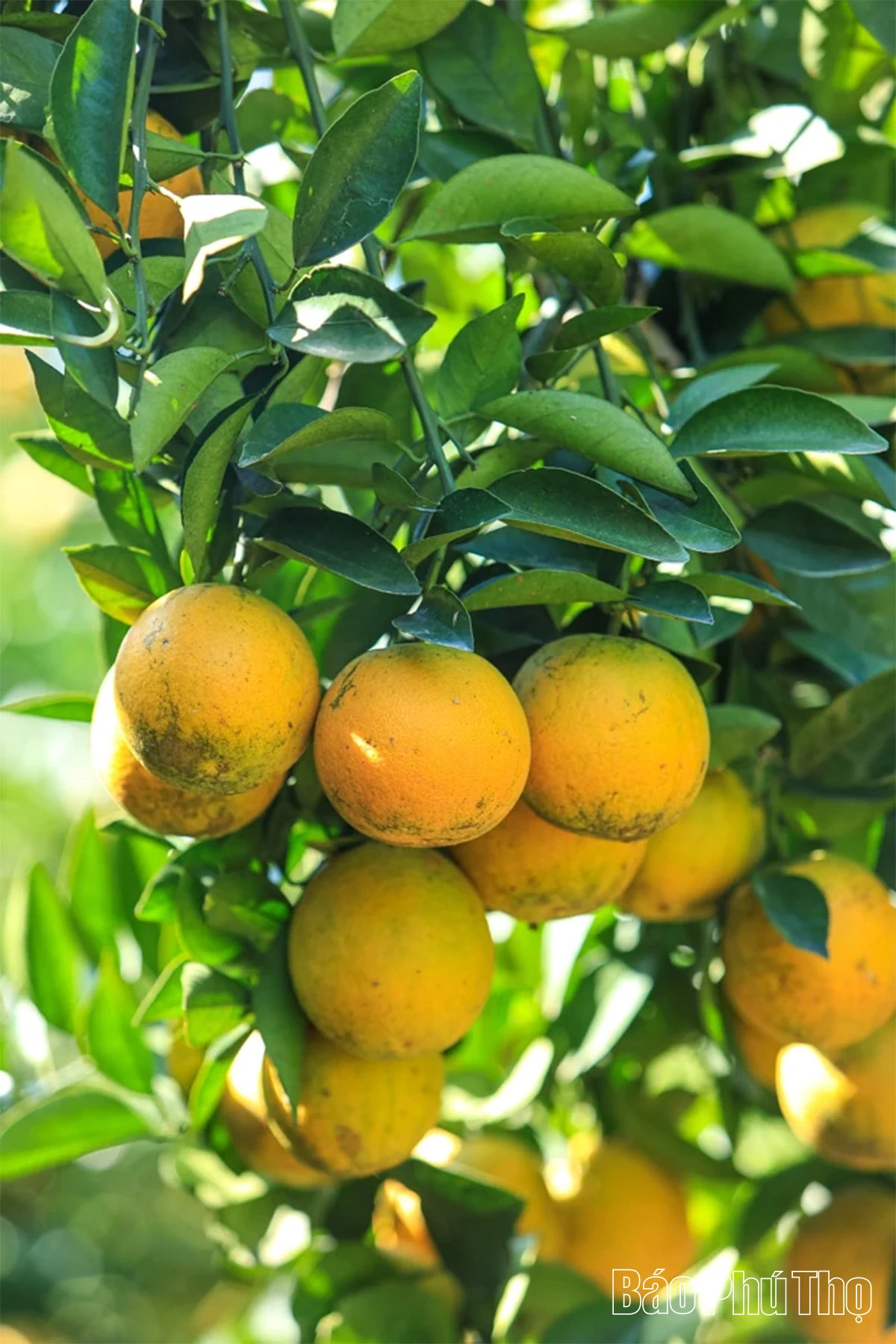 Trải nghiệm giữa sắc cam Cao Phong rực rỡ