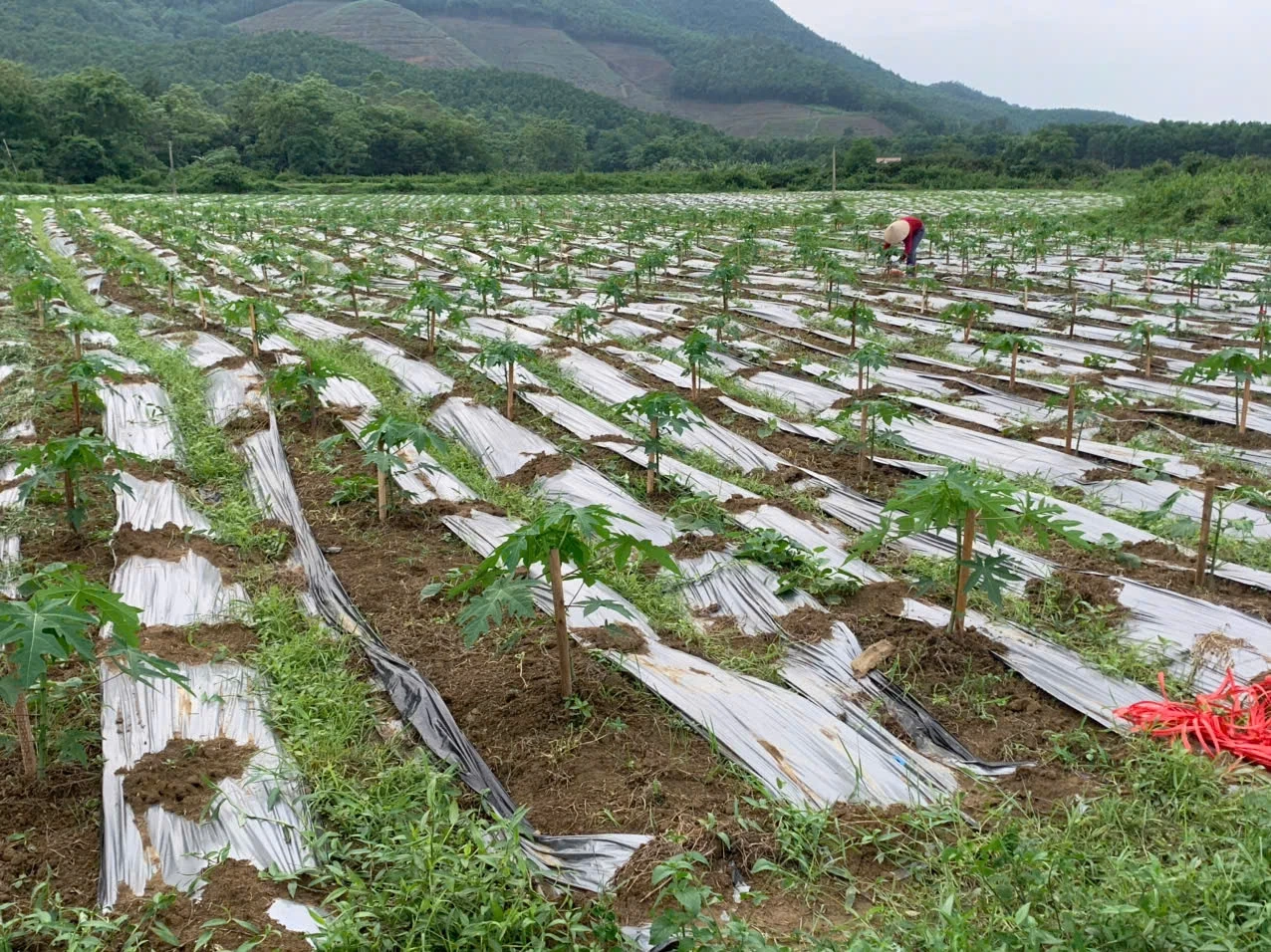 Tạo chuỗi liên kết bền vững, mở đường đưa nông sản Đất Tổ vươn xa