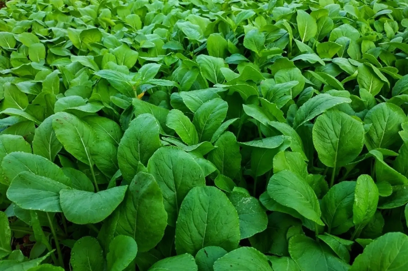 Giá cả thị trường ngày 11/12/2025