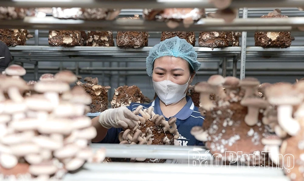 Khám phá mô hình trồng nấm hữu cơ