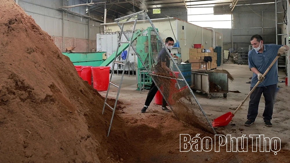 Khám phá mô hình trồng nấm hữu cơ