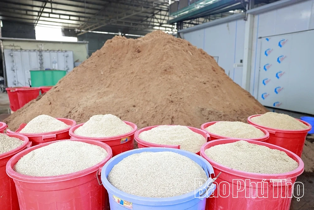 Khám phá mô hình trồng nấm hữu cơ