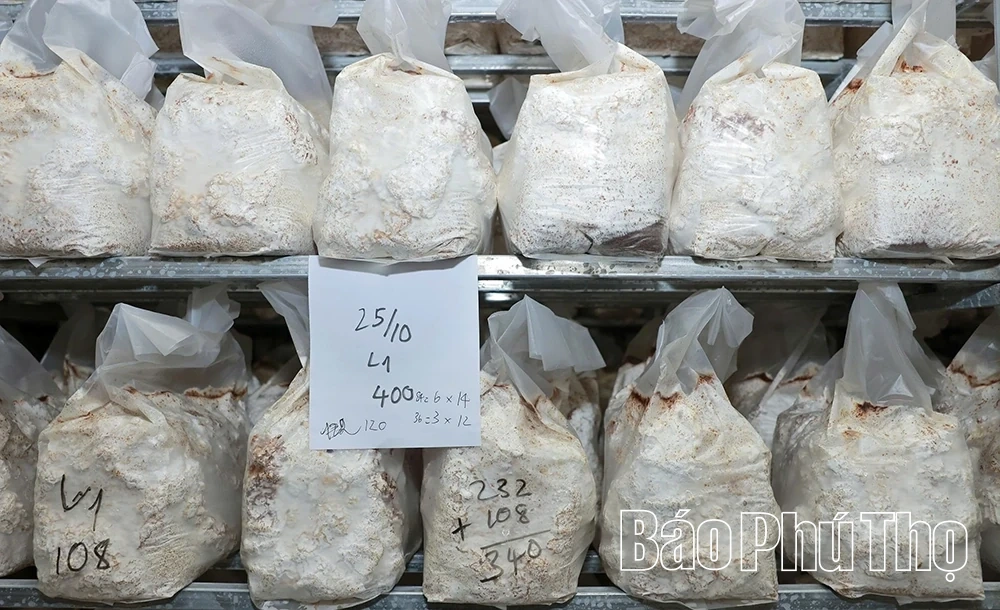 Khám phá mô hình trồng nấm hữu cơ