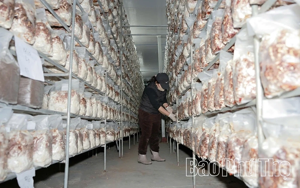 Khám phá mô hình trồng nấm hữu cơ