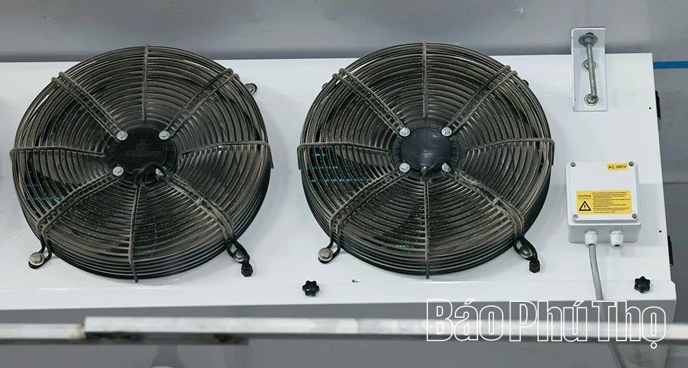 Khám phá mô hình trồng nấm hữu cơ