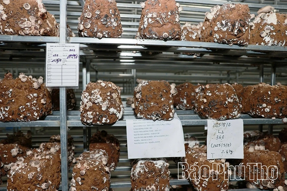 Khám phá mô hình trồng nấm hữu cơ