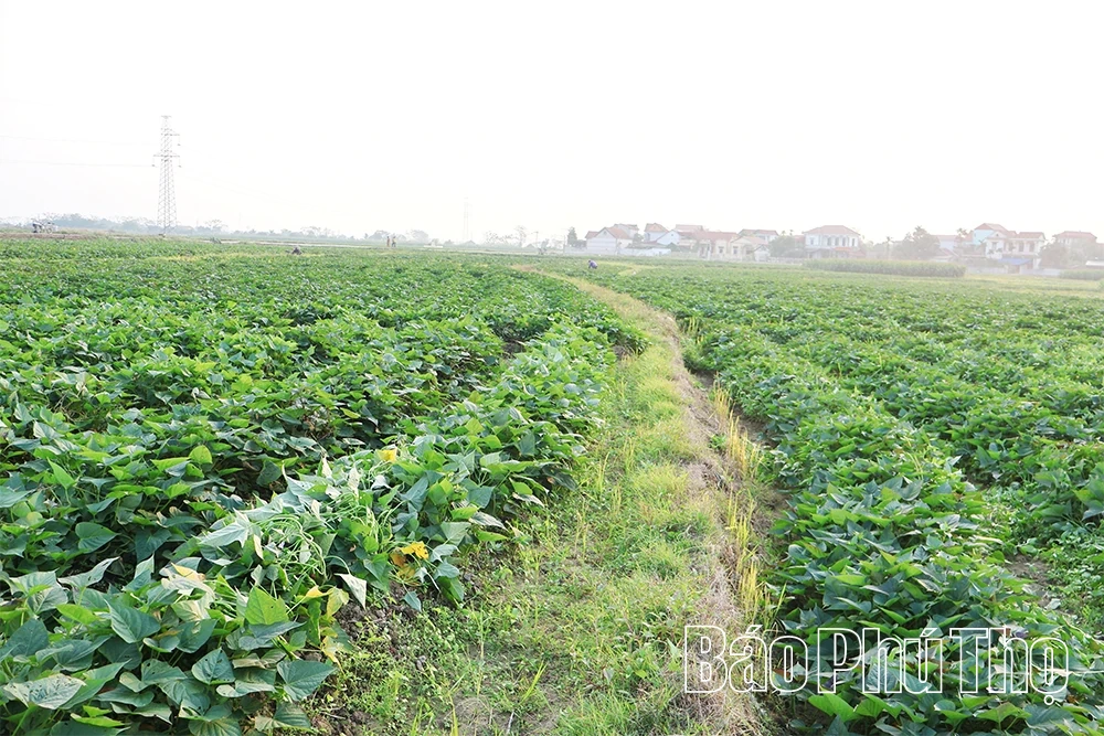 Rau vụ Đông “sưởi ấm” đồng Phùng Nguyên