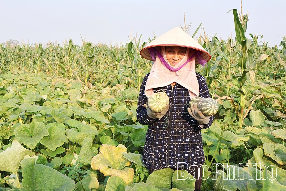 Rau vụ Đông “sưởi ấm” đồng Phùng Nguyên