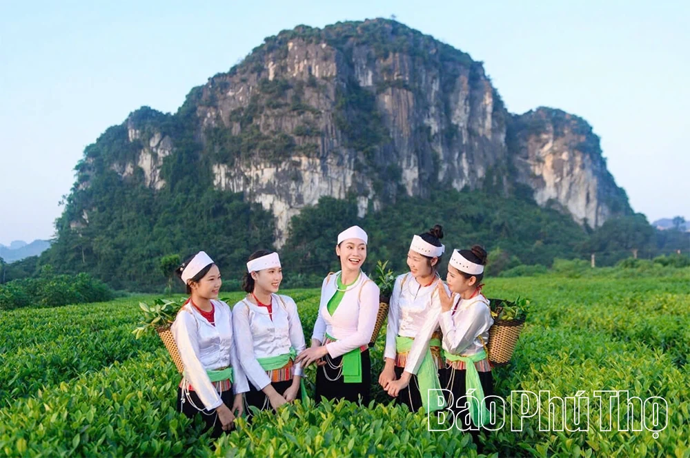 Chè búp xanh Yên Thủy khẳng định vị thế trên thị trường