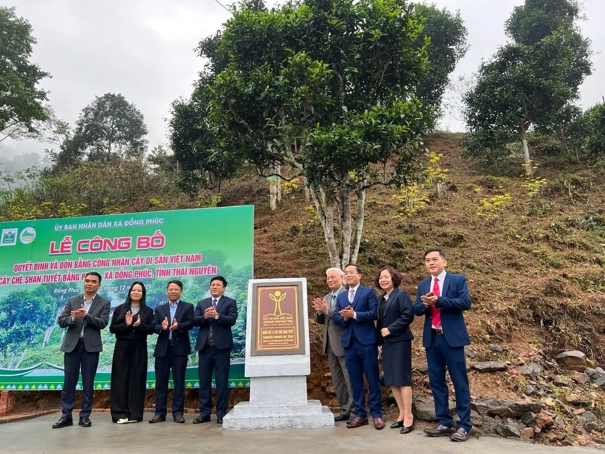 12 cây chè Shan tuyết Bằng Phúc được công nhận cây Di sản Việt Nam
