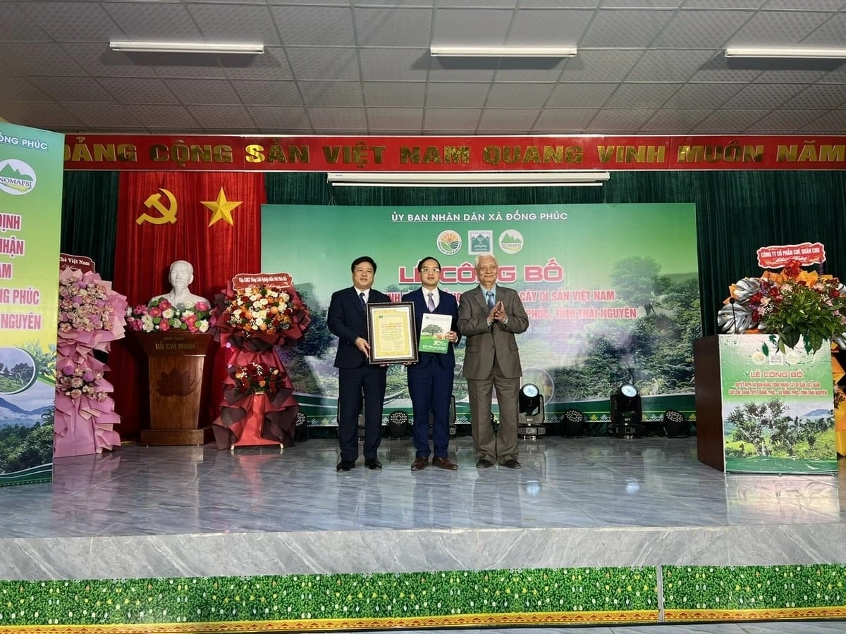 12 cây chè Shan tuyết Bằng Phúc được công nhận cây Di sản Việt Nam